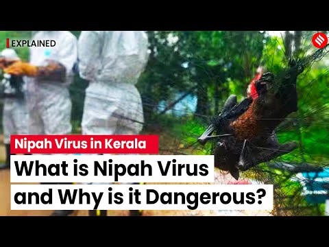 Nipah Virus: What Is It and Why Is It Dangerous? | Nipah Virus Symptoms | Explained