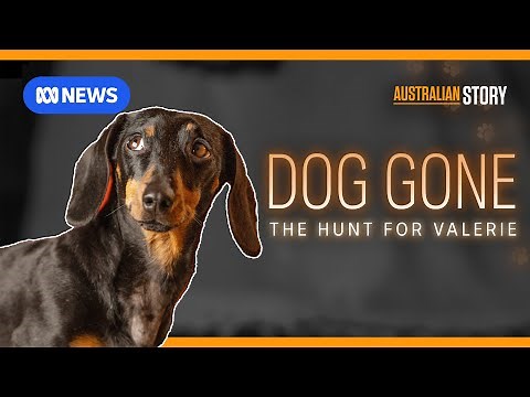 Sausage dog survives 529 days in island wilderness | Australian Story