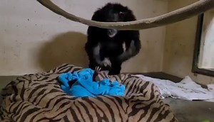 411K views · 18K reactions | From KAKE News: "Mom and baby reunited!  Two days after his birth, a baby chimpanzee and his mom are together again at the the Sedgwick County Zoo. His name is Kucheza, which means “play” in Swahili." . . #heartwarming #animals #wildlife #chimpanzee #nature #cuteanimals | Help Asheville Bears-HAB | Facebook