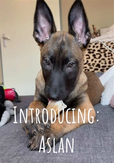 Meet Aslan: Energetic Belgian Malinois Puppy