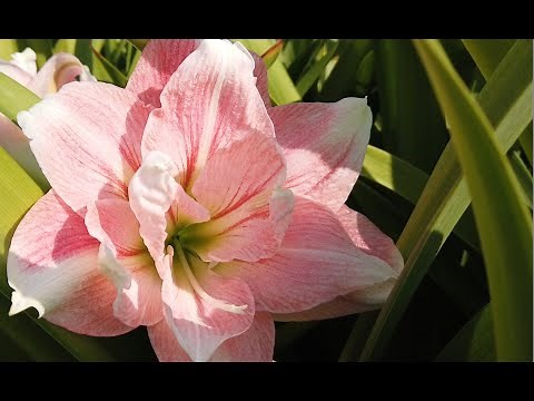 Hadeco Amaryllis Harvest 2020