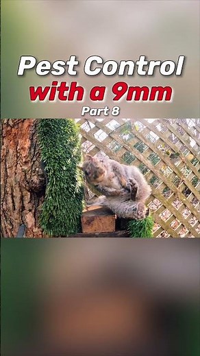 The most humane way to deal with Squirrels