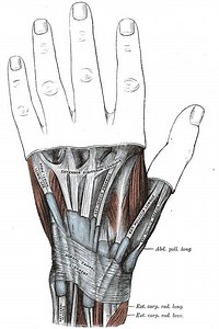 Extensor digiti minimi muscle - Alchetron, the free social encyclopedia
