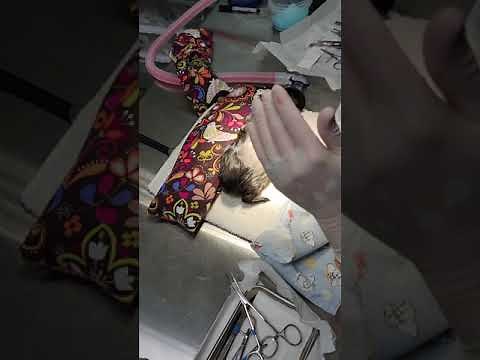 Flank Approach Guinea Pig Spay Instructional Video by Dr. Jhondra Funk