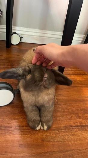 21K views · 1.7K reactions | Casper crossed over the rainbow bridge in August and I miss him everyday  who is he binkying with in bunny heaven? #hollandloprabbit #lopearedbunny #bunniesoftheworld #rainbowbridge #bunnylove #funnybunny #rabbitcaretips | Nomadic Rabbit | Facebook