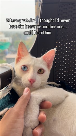 Snow 🤍❄️| Catfluencer on Instagram: "From never again to forever home. . . . #cat #catlover #catsofinstagram #pet #catreels . [cute cat, funny cat, cat video, cat comedy, pet video, cat reactions, cat behaviour, cat memes, kitten video, playful cat, fluffy cat, adorable pets, cat tapping, cat bullying moment, cat expressions, pet content, viral cat, trending cat video, animal video, cat personality, funny pet moment, cute animal, cat lover content, cat mood, relatable cat, pet life, cat attitud