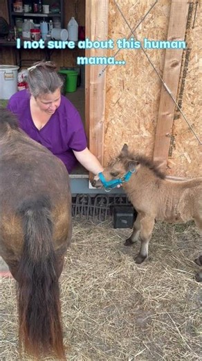 Mysty the Mini Foal Tries on Her Halter for the First Time 🐴✨