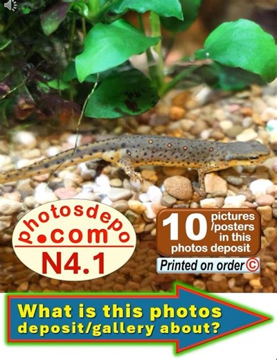 Photos Deposit and Gallery N4 Intro #Newts 725