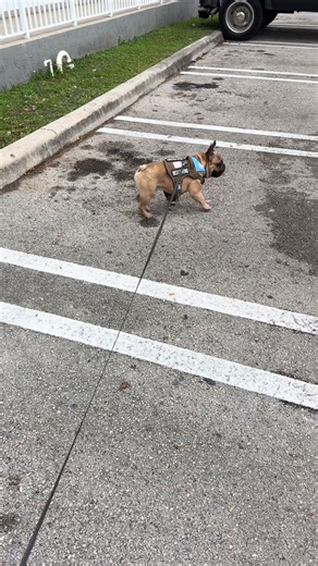 El es un loquillo 🤣😍🙏#paratiiiiiiiiiiiiiiiiiiiiiiiiiiiiiii #fyppppppppppppppppppppppp #pet #viralvideo