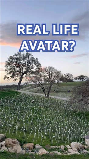 Is this California or Avatar (Pandora)? 💙✨ Field of Lights! #shorts