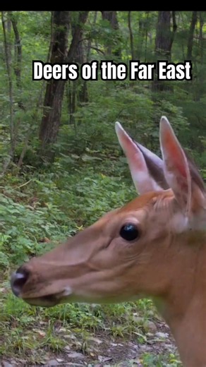 Deers of the Russian Far East