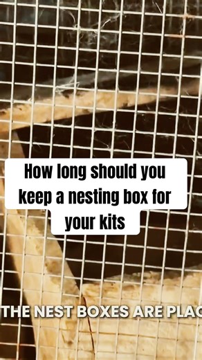 How long should you keep nesting boxes in your rabbit hutches?