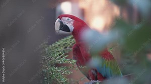 Red Macaw parrot sitting on the branch
