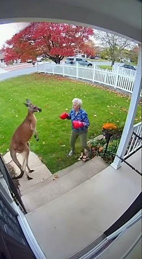 Grandma Vs Kangaroo Boxing Fight 🥊😂 #securitycamera #funny #grandma #boxing #shorts #ytshorts