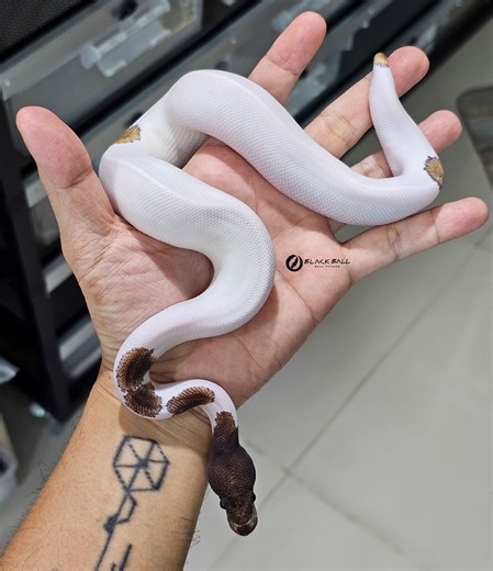 Ballpython Thailand กลุ่มงูบอลไพธอน | 1.0 Black Head Leopard Mojave Pied poss Black Pastel 📩👈🏻 | Facebook