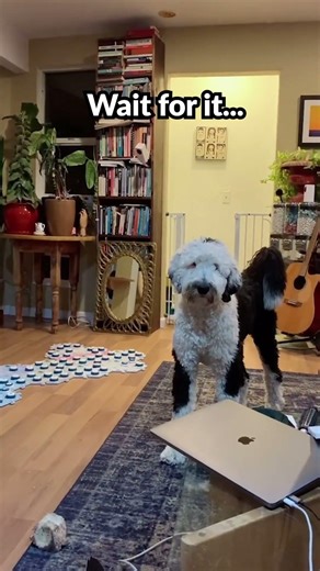 She's over-excited from playtime... #fbf #bunnythedog #talkingdog