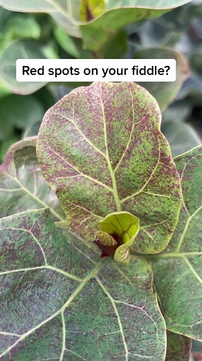 11K views · 191 reactions | Plant Ficus Lyrata “little sunshine” #houseplants #plantpeople #planttips #plants #plantlife #gardening | Tanner The Planter | Facebook