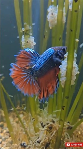 Betta Fish POV: Inside the Hidden Micro Jungle 🌿🐟🔬