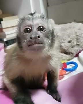 Monty the singing monkey