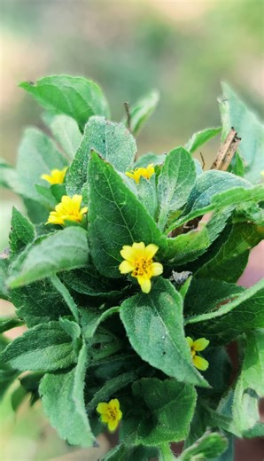 65K views · 2K reactions | Medicinal Herbs 101: Straggler Daisy | The Weeds and Seeds Guy | Facebook