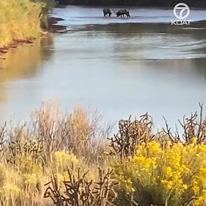 It's officially Elk mating season in New Mexico. Breeding season usually starts in September and lasts until early November. During this time male elk, bulls, will challenge each other to be able to mate with female elk, called cows, in the harem. | KOAT