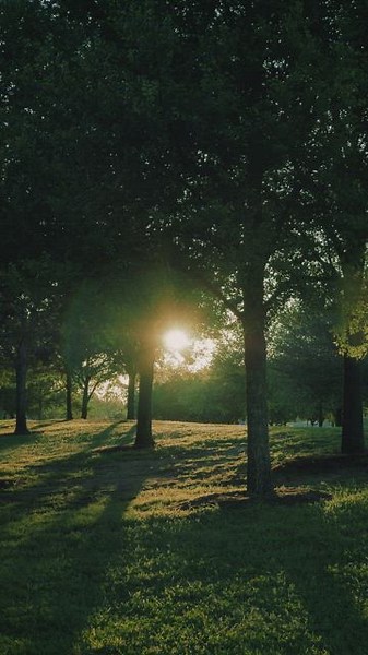 Free Forest Videos: 4K & HD | No Watermark | Download Now