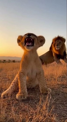 Baby Lion Tries to Roar Then Dad Shows How It's Done 🦁