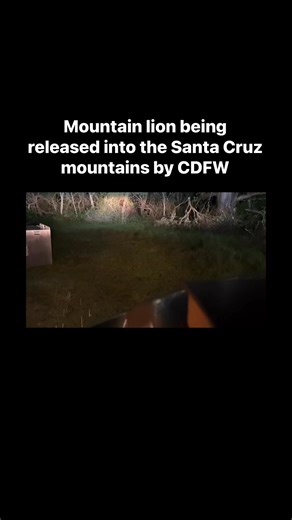 Early this morning California Department of Fish and Wildlife released the mountain lion into suitable habitat in the Santa Cruz Mountains, which span more than 1,000 square miles. With the assistance of the San Francisco Zoo veterinarians and a U.C. Santa Cruz Puma Project researcher, CDFW biologists evaluated the mountain lion’s health, finding a healthy male weighing 77 lbs and estimated to be about 2 years old. The mountain lion was also fitted with a GPS tracking collar as part of the U.C. 