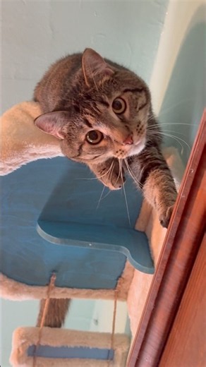 Cute Cats Being Absolutely Adorable! 🐱 Funny Cat Video #catshorts #catvideos