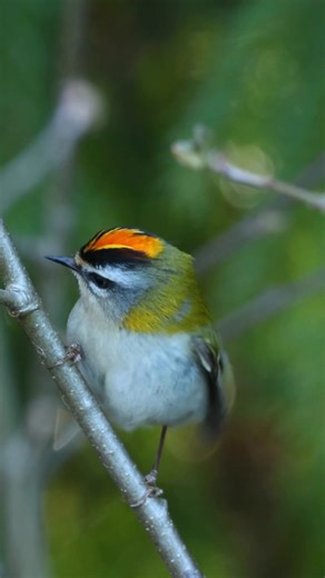 Britain's tiniest bird has one of our mightiest voices! This male Firecrest (Regulus ignicapilla) is belting out his spring territorial song at full volume despite weighing just 5-6 grams - about the same as a 20p coin. Listen for that distinctive high-pitched buzzing trill that rises and falls, much more varied than the similar Goldcrest. They're in full breeding mode right now, with males establishing territories across UK woodlands. That fiery orange-gold crest is what gives them their name,