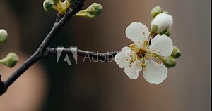 plum blossom on a fruit tree in spring