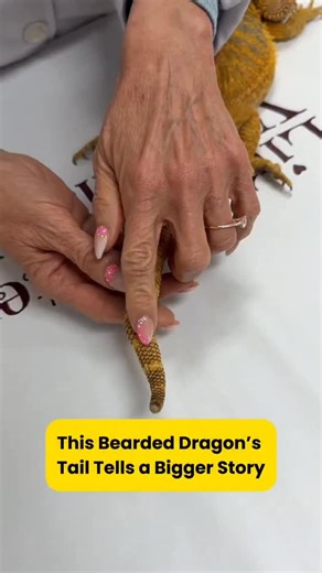 Jill M. Patt, DVM on Instagram: "At first glance it looks like a simple bend, but bearded dragon tail bones don’t flex. So why would a tail become locked into a sharp angle? #beardeddragon #beardeddragoncare #reptile #drpattexoticvet #littlecrittersvet"
