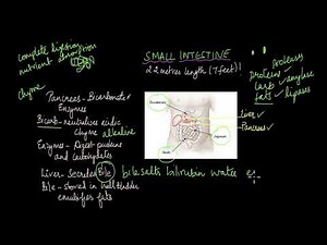 Small and Large Intestines| Nutrition | Life Sciences | Khan Academy