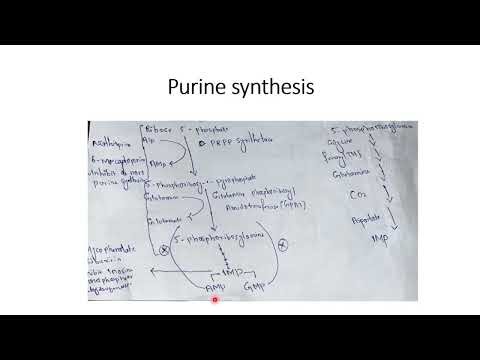 purine synthesis