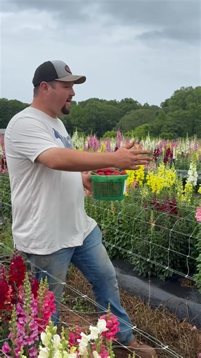 14K views · 102 reactions | Farm Store and Fun Park open 10-5pm. U-Pick Flowers and Strawberries open at 9am. All u-pick tickets sold ONLINE ONLY. • Strawberry Picking: All tickets sold online for Sunday strawberry picking. https://warbingtonfarms.ticketspice.com/strawberry-saturdays- *yes the link says Saturday but we are using same one. *Snap and Bloom Flower Festival Tickets: https://warbingtonfarms.ticketspice.com/snap-and-bloom-festival- | Warbington Farms | Facebook