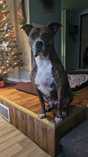 About Hiking And Broken Legs 🤣🤣#dog #humor #fyp #redandsiddhartha #petsoftiktok | aintcaughtshitfishing