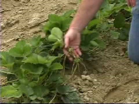 Planting and Growing Strawberry Plants at Nourse Farms