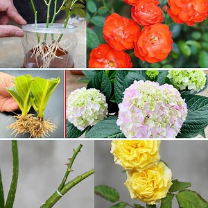 15K views · 480 reactions | Growing multiple Roses and Peonies | Balcony Garden Ideas | Facebook