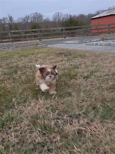 Alladin the Shih Tzu Puppy Available for Adoption