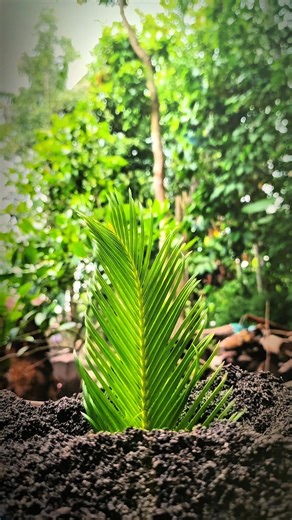 ide video creative putar mundur menggunakan pakis haji