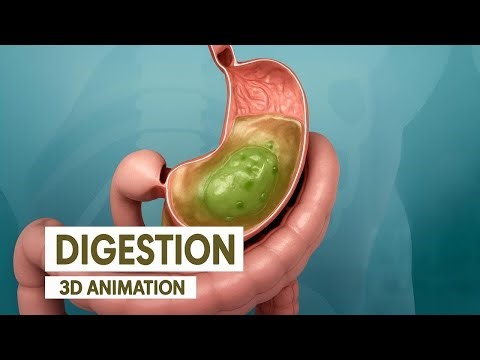 How the Digestive System Works | Surgeon Reacts