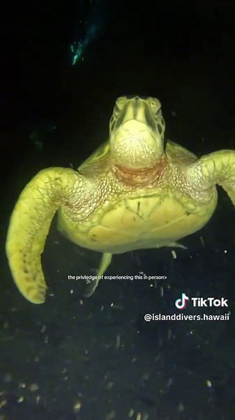 come experience this with us at island divers🤙🏽 two day certifications from our boats behind the shop🤍🤞 #diving #turtles #scuba #hawaii
