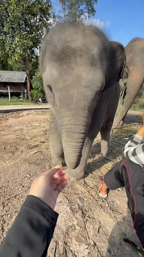 One trunk, one smile, one perfect moment 🐘🍌🙏🏻 | Ethical Elephant Karen Tribe