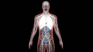 Human Urinary System Kidneys Anatomy 3d Stock Footage Video (100% Royalty-free) 1105302227 | Shutterstock