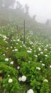431K views · 2.4K reactions | Miren que lindo reportaje de Jaime Venegas sobre un hermoso cultivo de hortensias en la comunidad El Gallito, Cordillera del Merendón, Cortes. Sembrado y consechado por manos de agricultores hondureños, estas flores son distribuidas a nivel nacional, se mandan a toda la zona norte y sur de Honduras  | Honduras is Great | Facebook