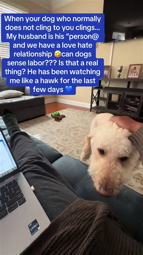 Can Dogs Sense When Labor is Near? Discover the Signs