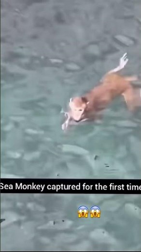 Sea Monkey Captured for the First Time? The Truth Will Shock You! 😱#ytshorts #shocking