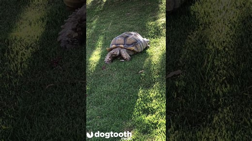 Tortoise glides down hill on his belly.