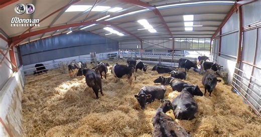 Elevate your dairy operations with a custom-designed calving shed tailored precisely to your farm’s specifications. Whether incorporating a new extension or blending into an existing building, our engineered solutions bring together: Seamless adaptability with new or existing structures. Heavy-duty, galvanised steel construction for long-lasting durability. Advanced calving gate systems, lockable, multi-functional, and safety-enhanced. Safety-first layout with quick-release gates, vet access zon