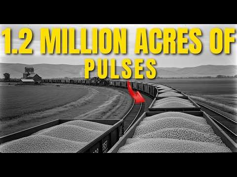 Montana's 1.2-Million-Acre Pulse Crop System – Lentils and Chickpeas for Global Markets
